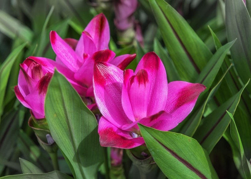 na co choruje kurkuma kwiat