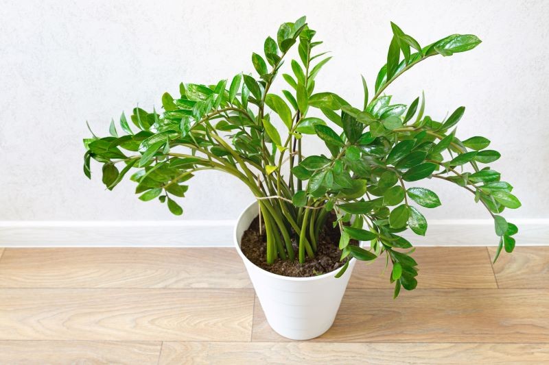 Jak dbać o zamiokulkasa? Wystarczy od czasu do czasu go podlać i zasilić nawozem.