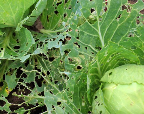 Ślimaki z daleka omijają te rośliny. Zaplanuj i posadź w tym roku w ogrodzie