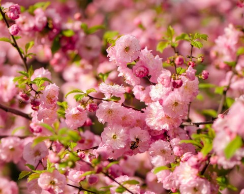 Migdałek trójklapowy (Prunus triloba)