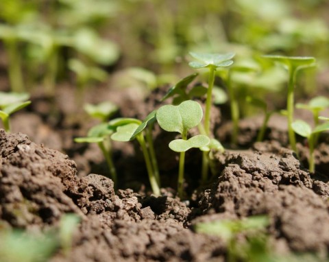 Wzmacnia glebę przed sezonem lepiej niż naturalny nawóz. Wysiej, a potem solidnie przekop