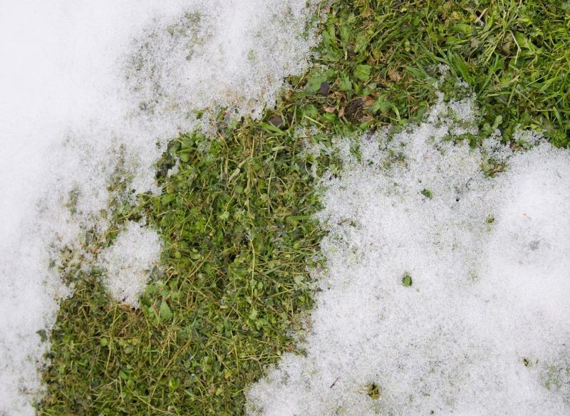 Uszkodzenia pomrozowe to jeden z wiosennych problemów z trawnikiem.