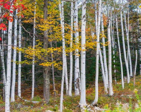 Brzoza papierowa (Betula papyrifera)
