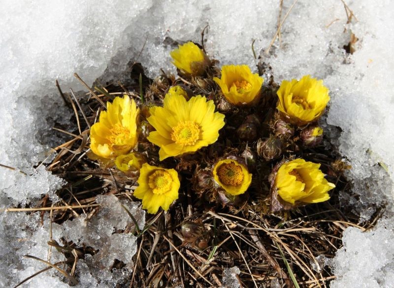 Miłek wiosenny kwitnie nawet wtedy, gdy w ogrodzie leży jeszcze śnieg.