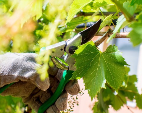 Przycinanie winogron krok po kroku. Dlaczego letnie cięcie winogron jest ważne?