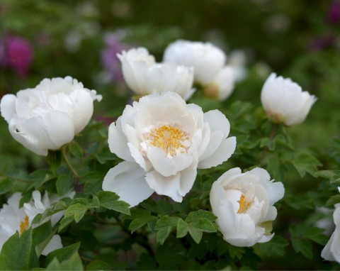 Wytrzymałe byliny, które możesz sadzić w ogrodzie. Przetrwają surowe i mroźne zimy