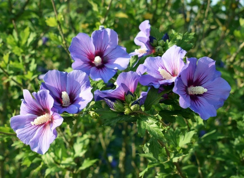 Ketmii syryjskiej nie mylmy z hibiskusem bylinowym, czyli domowym.
