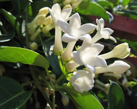 Domowe rośliny doniczkowe: Stefanotis - pięknie kwitnie i pachnie