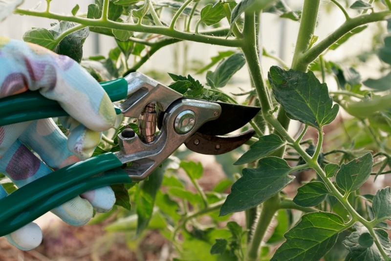 usuwanie liści pomidorów