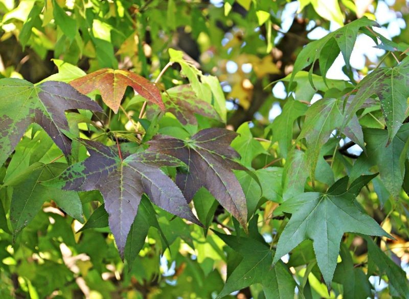 Wraz z nadejściem jesieni liście ambrowca amerykańskiego 'Slender Silhouette' zaczynają zmieniać kolor.