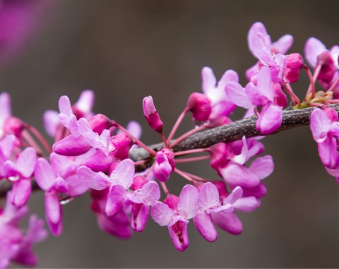 Judaszowiec kanadyjski (Cercis canadensis)
