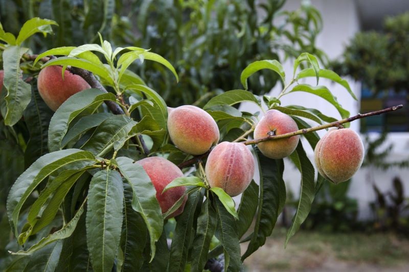 Uprawa brzoskwini w polskim ogrodzie się uda, jeśli będziemy pamiętać o kilku ważnych zasadach uprawy.