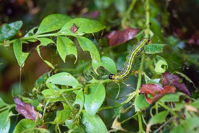 Ziemia okrzemkowa wykorzystywana jest w walce z wieloma szkodnikami, nie tylko ćmą bukszpanową.