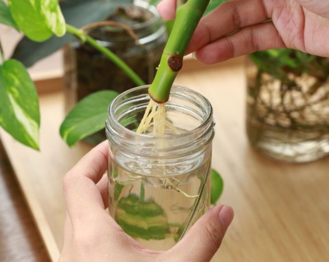 Naturalny aktywator korzeni robię z popularnej rośliny. Przy okazji podlewam nim kwiaty
