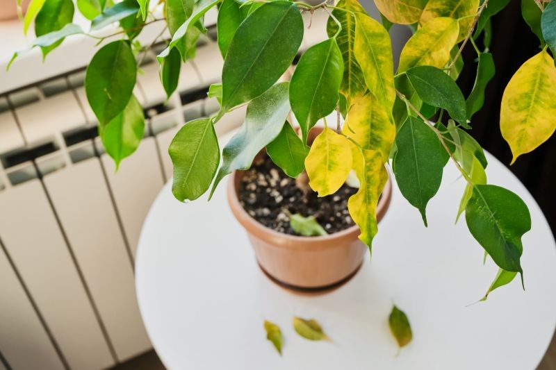 Zimą fikus benjamina nie powinien stać przy grzejniku.