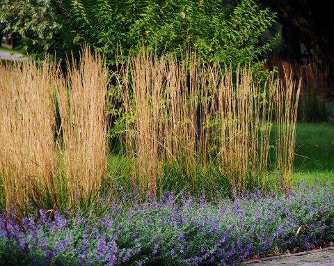 Trzcinnik ostrokwiatowy (Calamagrostis x acutiflora)