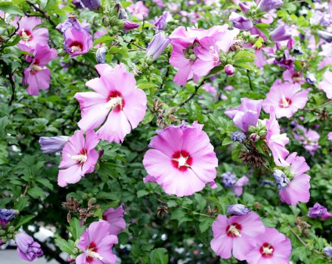 Jak w listopadzie zadbać o hibiskusy w ogrodzie? Najważniejsze zabiegi przed zimą