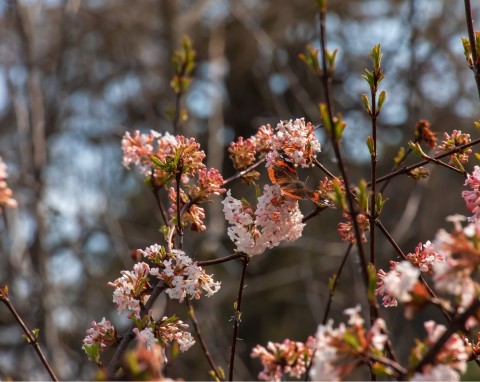 Jej kwiaty pachną jak markowe perfumy i kwitną, gdy ogród budzi się do życia. Na żywopłot jest idealna
