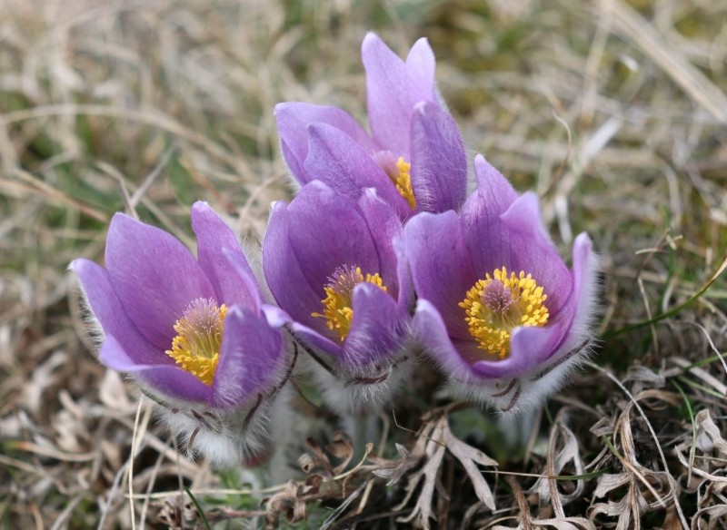 sasanka zwyczajna