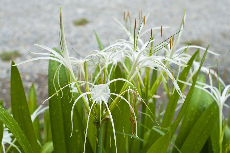 Kwitnienie ismeny trwa od czerwca do września.