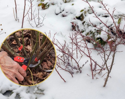 Jak zabezpieczyć borówkę amerykańską przed zimą? Popularne odmiany i ochrona roślin przed mrozem