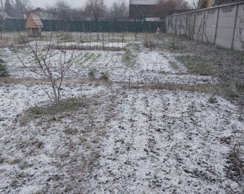 Tłumi najbardziej uporczywe chwasty, chroni rośliny przed zimnem. Lepsze od ściółki z siana i słomy