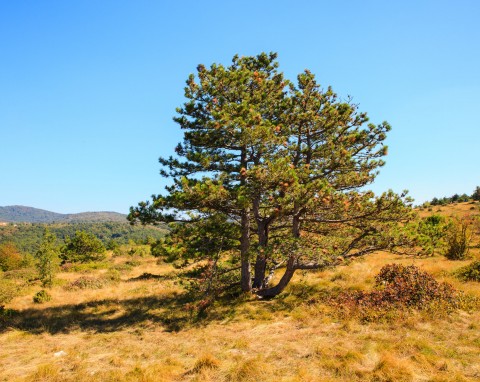 Sosna czarna (Pinus nigra)