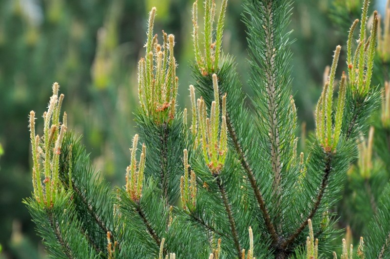 jak przyciąć młode pędy sosny