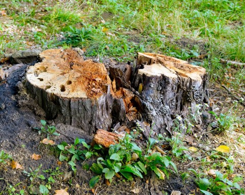 5 sposobów na usunięcie pnia drzewa. Pozbędziesz się problemu szybciej niż myślisz