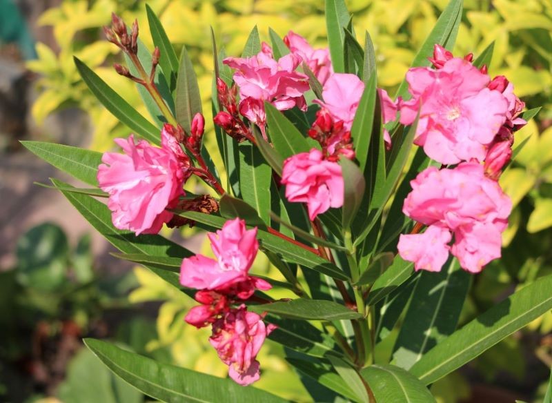 oleander