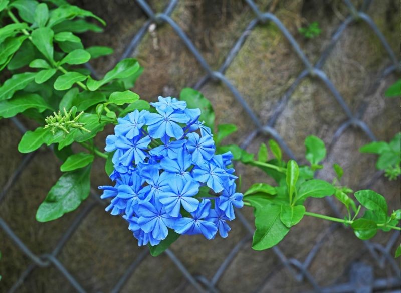 Ołownik uszkowaty to roślina pnąca, która obficie kwitnie.