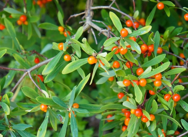 wawrzynek wilczełyko