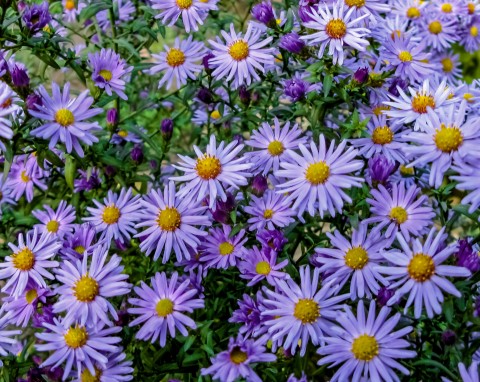 Aster alpejski (Aster alpinus)