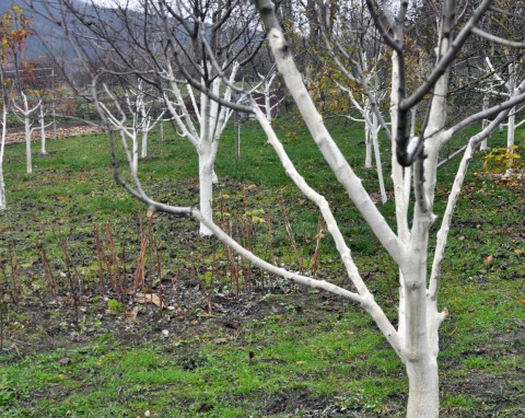 Jak zimą rozpoznać, że drzewo w ogrodzie jest chore? Zwróć uwagę na te 3 oznaki