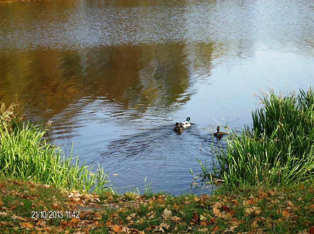 Pozostałe, PARK w ŚWIERKLAŃCU - flora oraz fauna w parku jest bogata.