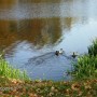 Pozostałe, PARK w ŚWIERKLAŃCU - flora oraz fauna w parku jest bogata.