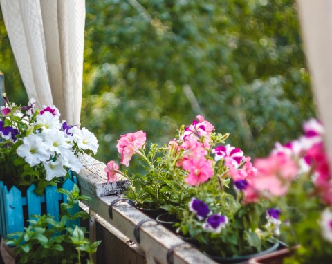 Ekspresowa zieleń i kwiaty: oto najszybciej rosnące rośliny na balkon