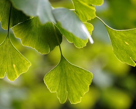 Miłorząb dwuklapowy (Ginkgo biloba)