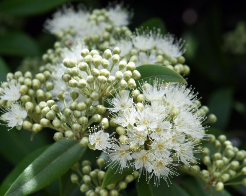 Te rośliny pachną jak cynamon i gałka muszkatołowa. Jak je uprawiać, by w święta pachniał cały dom