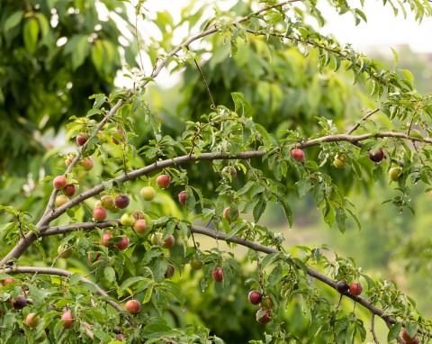 Śliwa wiśniowa (Prunus cerasifera)