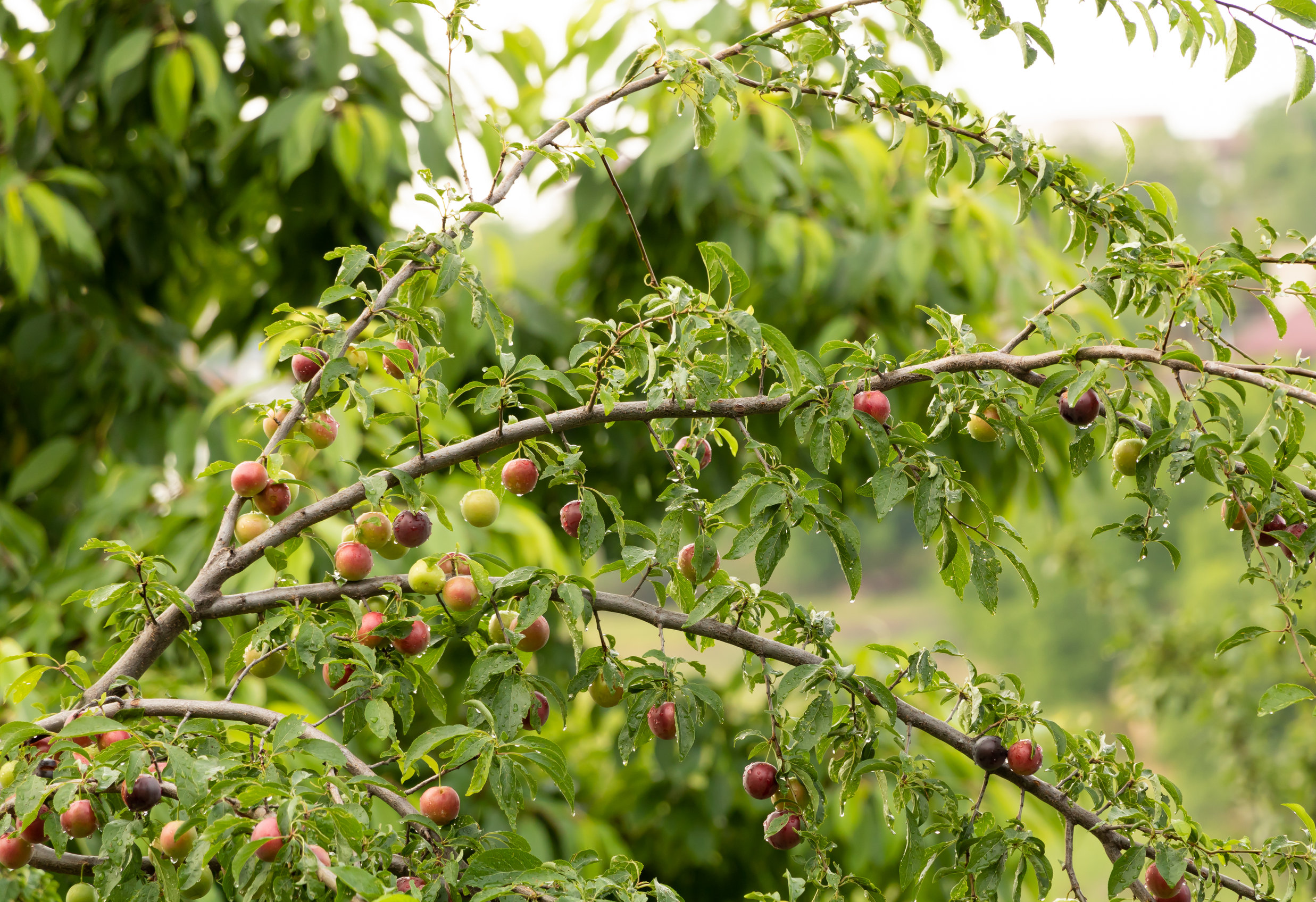 Śliwa Wiśniowa Prunus Cerasifera Uprawa I Pielęgnacja Uprawa Pielęgnacja Stanowisko