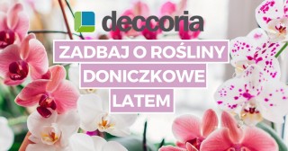 Zadbaj o rośliny doniczkowe latem