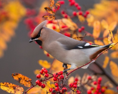 Piękna dama z północy pojawia się u nas tylko zimą. Może przylecieć do karmnika, jest koneserem tych owoców