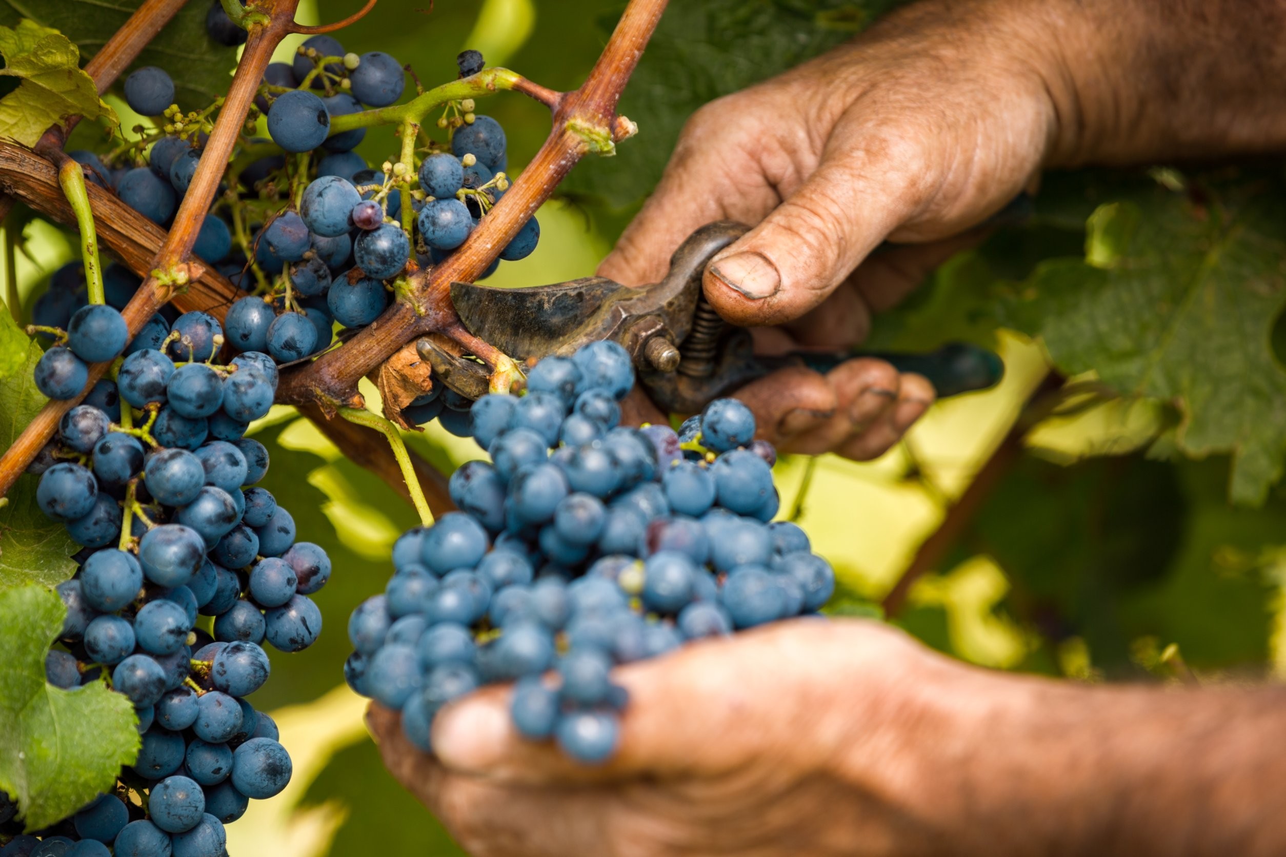 jak zbierać winogrona