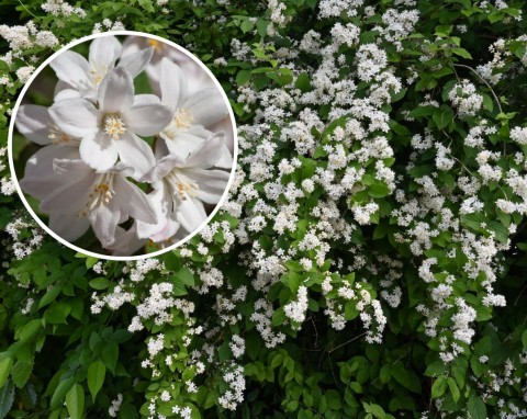 Żylistek szorstki (Deutzia scabra)