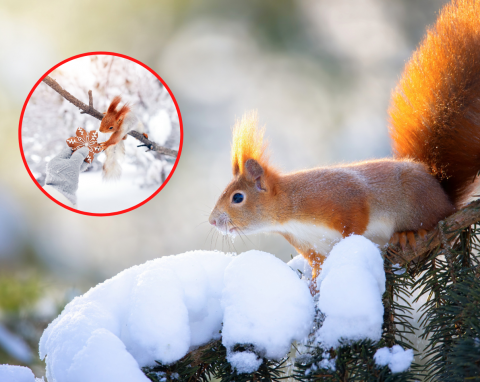 Po co nam wiewiórka w ogrodzie? Jak można ją zwabić i czy powinno się dokarmiać wiewiórki?