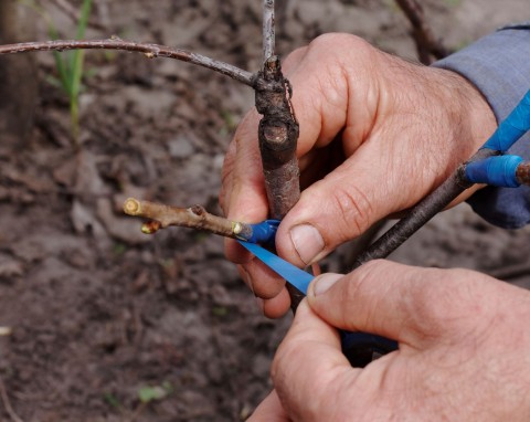 Zimowe szczepienie drzew owocowych. Metody i sposoby rozmnażania
