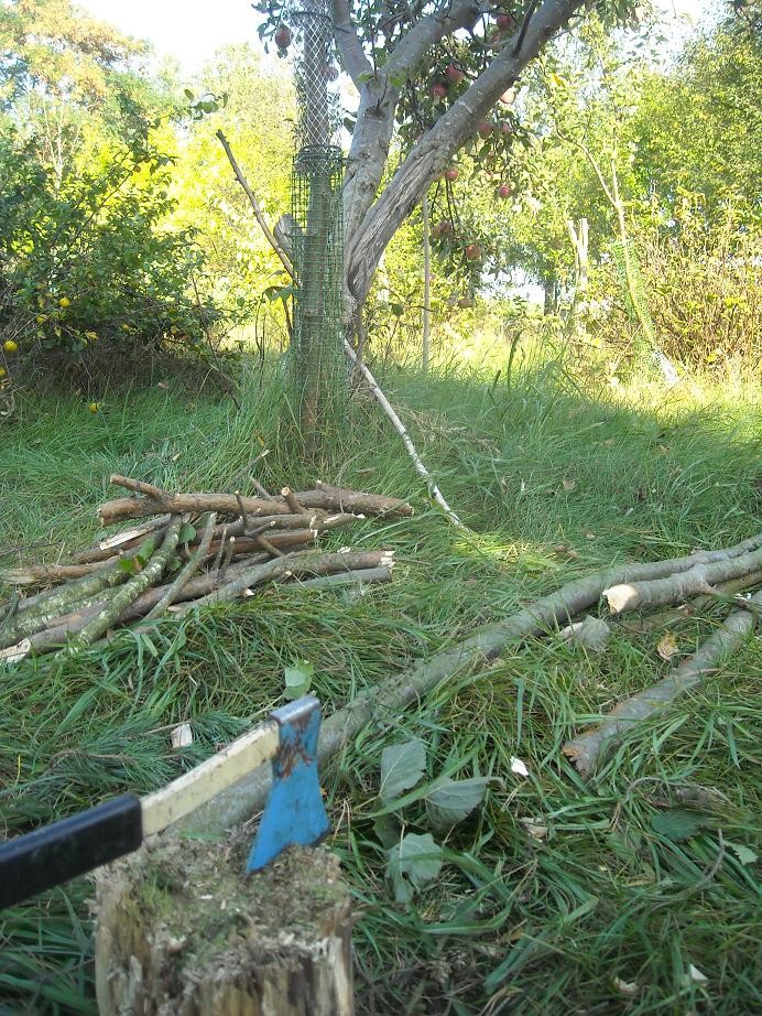 Pozostałe, Galeria na powitanie jesieni.......... - ...........porządków ciąg dalszy ...............trzeba było wyciąć kilka drzewek .............