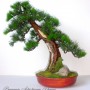 Rośliny, Sztuczne drzewko bonsai Bonsai Zokei w stylu Shakan - Sztuczne drzewko bonsai w stylu Shakan (bonsai zokei)