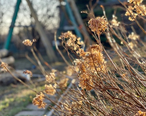 Grudzień to dobry czas, by zrobić ważną rzecz przy hortensjach. Zakwitną dwa razy większe